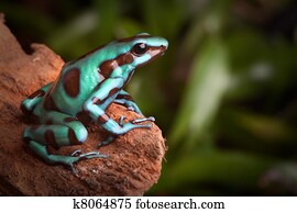 golden poison dart frog