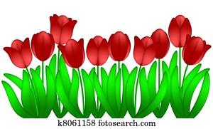 Row of Red Tulips Flowers Isolated on White Background Row of Red Tulips Flowers Isolated on White Background