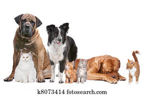 Group of Cats and Dogs Group of Cats and Dogs