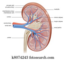 human kidney human kidney
