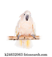 The salmon-crested cockatoo on white