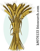 בושל של חיטה