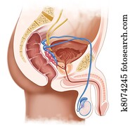 זכר, מערכת של רבייה