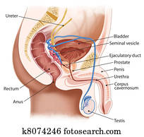 זכר, שתני, מערכת