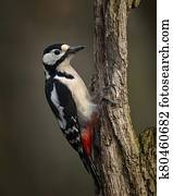 Image of Leser Spotted Woodepecker Dendrocopos Minor on side of wooden post in Spring sunshine