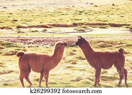 Llama Llama