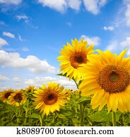 sunflower field sunflower field