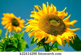 Sunflower Sunflower