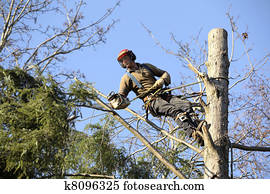 arborist, corte, árvore