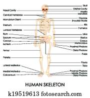 menschlich, skelton menschlich, skelton