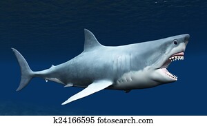 shark shark