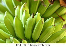 banana on tree banana on tree