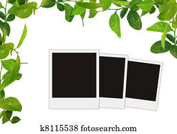 green leaves frame and tree blank photos green leaves frame and tree blank photos