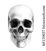 Human Skull - Front View Human Skull - Front View