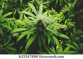 marijuana, broto, ligado, dossel, de, plantas