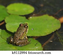 pântano, rã, rana, ridibunda
