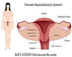 sistema reprodutivo feminino, eps8