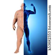 3d, דוגמה, לפני ואחרי, הפך, שומן, גוף, ל, כושר גופני, body,, שירותי בריות, exercise.