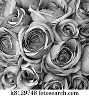 Background with roses in black and white Background with roses in black and white