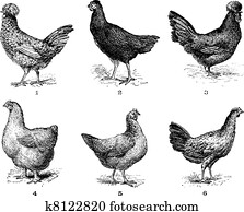 hens,, 1., houdan, chicken., 2., תרנגולת, ה, arrow., 3., תרנגולת, crevecoeur., 4., כוצ'ין, hen., 5., dorking, hen., 6., עוף, של, bresse,, בציר, engraving.