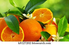 orange fruits and flowers orange fruits and flowers