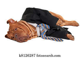 Tired businessman dog