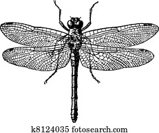 תאנה, 1., dragonflies,, בציר, engraving.