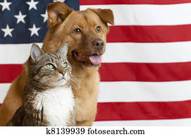 American cat and dog American cat and dog