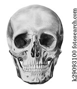 An illustration of human skull 