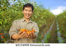 asian farmer holding tomato on his farm asian farmer holding tomato on his farm
