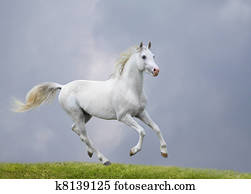 cavalo branco, em, campo