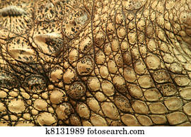 crocodile skin crocodile skin