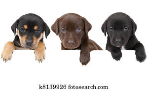 filhotes cachorro, bandeira