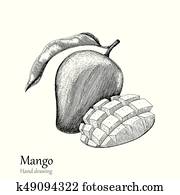 Mango hand drawing engraving style Mango hand drawing engraving style