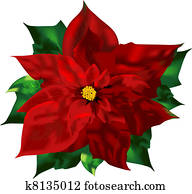 Poinsettia Poinsettia