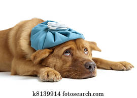 Sick Dog Sick Dog