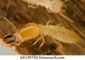 Soldier termite Soldier termite