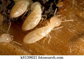 Termites