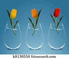 Three colorful Tulips Three colorful Tulips
