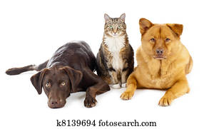 Three pets together Three pets together