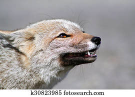 南アメリカ アルゼンチン 南アメリカ人 灰色 キツネ 中に Tierra Del Fuego 国立公園 写真館 イメージ館 Fof Fotosearch