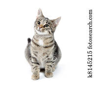 animal estimação, gato tabby, branco