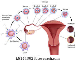 Early human development, eps8 Early human development, eps8