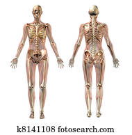Semi-Transparent Female Anatomy Semi-Transparent Female Anatomy