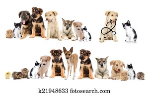 set pets set pets