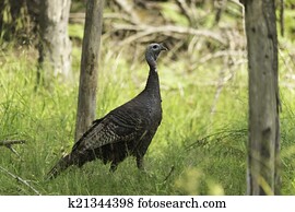 Wild Turkey Wild Turkey