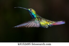 Black-throated Mango hummingbird, Anthracothorax nigricollis. Black-throated Mango hummingbird, Anthracothorax nigricollis.