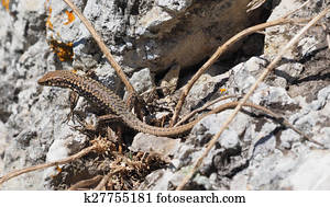 Crimean rock lizard