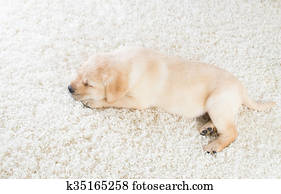 Golden Retriever Puppy Sleeping Purple Carpet Germany Photos Our