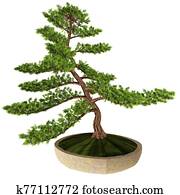 hinoki, לא נכון, ברוש, עץ של בונסאי